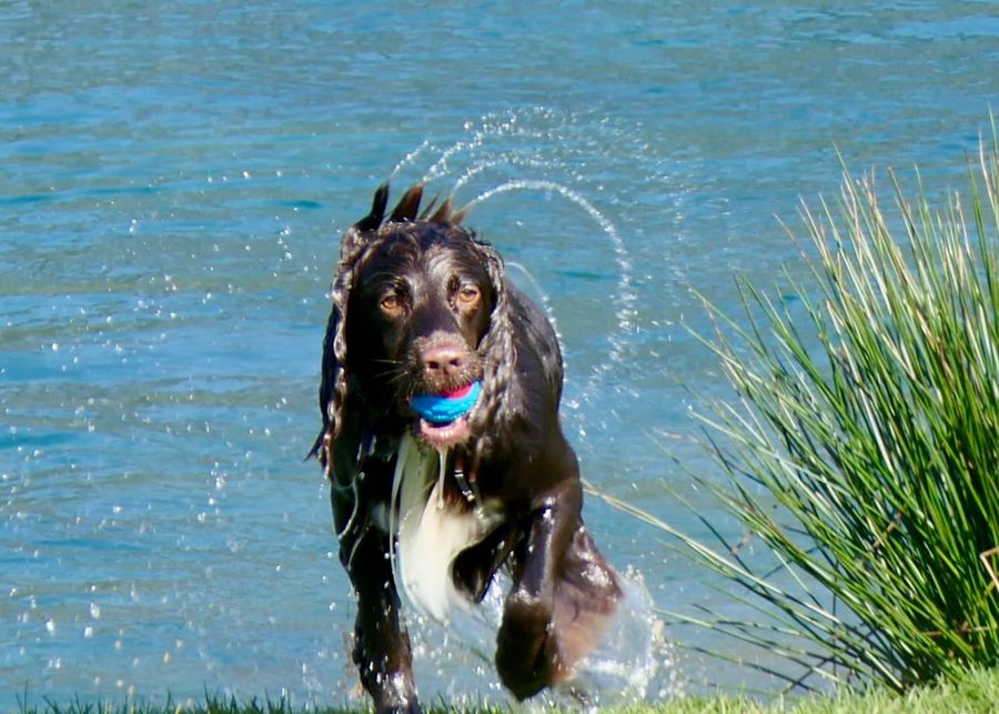 A spaniel bounding out of the lake with a ball, Doggy Dip Day at Court Farm Lakes